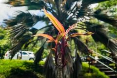 hawaii-hoomaluhia_garden-35