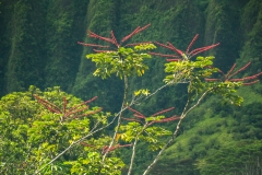 hawaii-hoomaluhia_garden-4