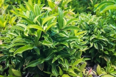 hawaii-hoomaluhia_garden-5