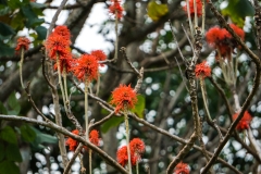 hawaii-hoomaluhia_garden-6