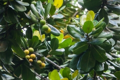 hawaii-hoomaluhia_garden-7