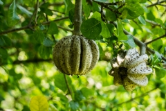 hawaii-hoomaluhia_garden-8