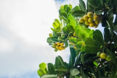 hawaii-hoomaluhia_garden-9