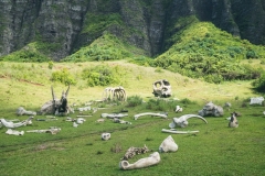 hawaii-kualoa-21
