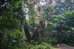 hawaii-manoa_falls-1