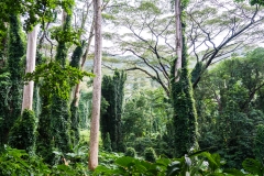 hawaii-manoa_falls-2
