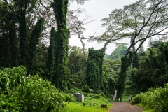 hawaii-manoa_falls-3