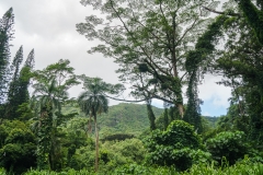 hawaii-manoa_falls-4