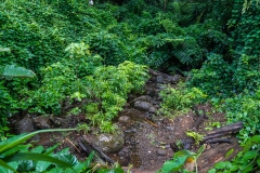 hawaii-manoa_falls-5