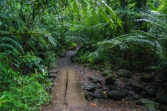 hawaii-manoa_falls-6