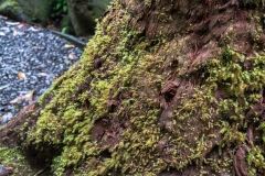hawaii-manoa_falls-7