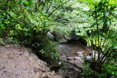 hawaii-manoa_falls-8