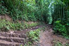 hawaii-manoa_falls-9