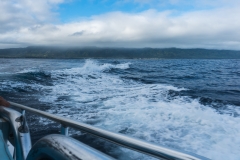 hawaii-shark_swim-1