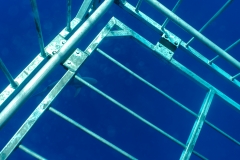 hawaii-shark_swim-4