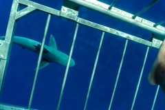 hawaii-shark_swim-5