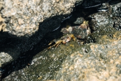 hawaii-sandy_beach-1