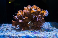 hawaii-waikiki-aq-1