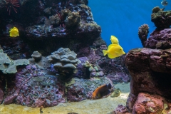 hawaii-waikiki-aq-10