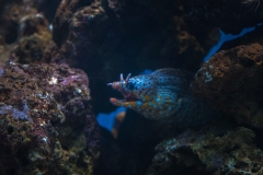 hawaii-waikiki-aq-11