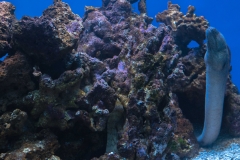 hawaii-waikiki-aq-12