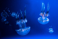 hawaii-waikiki-aq-13