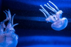 hawaii-waikiki-aq-14