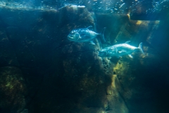 hawaii-waikiki-aq-15