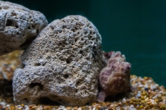 hawaii-waikiki-aq-16