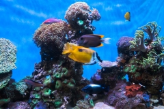 hawaii-waikiki-aq-17