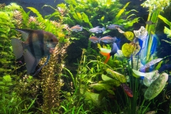 hawaii-waikiki-aq-20