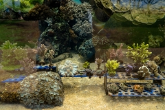 hawaii-waikiki-aq-21