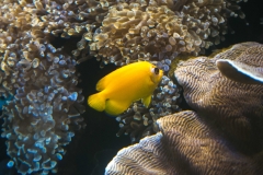 hawaii-waikiki-aq-7