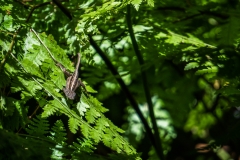 hawaii-waimea_valley-1