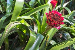 hawaii-waimea_valley-12