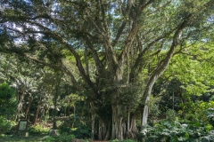 hawaii-waimea_valley-13