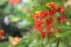 hawaii-waimea_valley-14