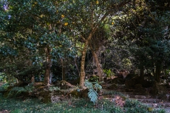 hawaii-waimea_valley-17
