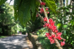 hawaii-waimea_valley-19