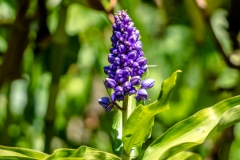hawaii-waimea_valley-2