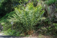 hawaii-waimea_valley-20