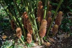 hawaii-waimea_valley-21