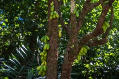 hawaii-waimea_valley-22