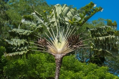 hawaii-waimea_valley-23