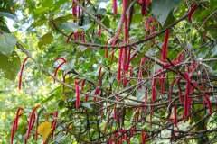 hawaii-waimea_valley-3
