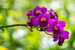 hawaii-waimea_valley-4
