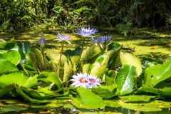 hawaii-waimea_valley-6
