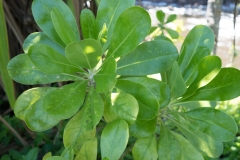 hawaii-day-1 (57 of 96)