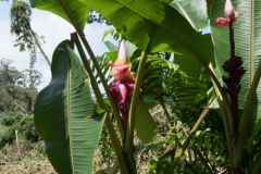 hawaii-day-1 (81 of 96)