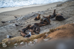 sd-la-jolla-1 sd-la-jolla-1